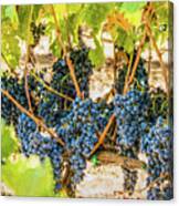 Ripe Grapes On Vine Canvas Print