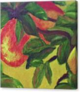 Ripe Pears On The Tree Canvas Print