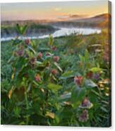 Rising Sun Backlights Milkweed Along Nippersink Creek In Glacial Park Canvas Print