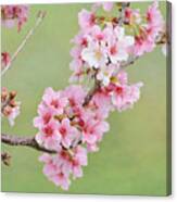 Rites Of Spring Canvas Print