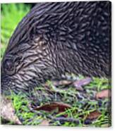 River Otter Astray Canvas Print