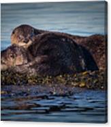 River Otters Canvas Print