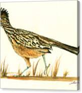 Roadrunner Bird Canvas Print