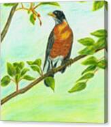 Robin In Spring Canvas Print