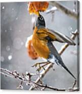 Robin Hanging In There Canvas Print