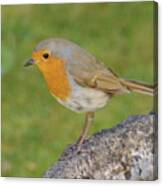 Robin Perched On Stone Canvas Print