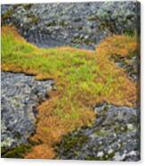 Rock And Grass Canvas Print