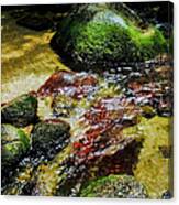 Rock Pool - Mossman Gorge, Far Narth Queensland, Australia Canvas Print