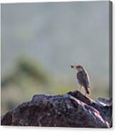 Rock Wren With Insect Canvas Print