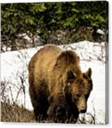Rockies Grizzly Canvas Print