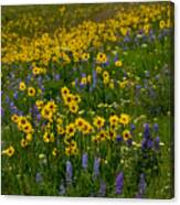 Rocky Mountain Wildflowers Canvas Print