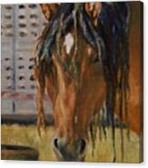 Rodeo Horse Canvas Print