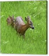 Roe Doe With Fawn Canvas Print