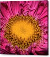 Romance Of Yellow And Shocking Pink Canvas Print