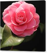 Romantic Camellia Canvas Print