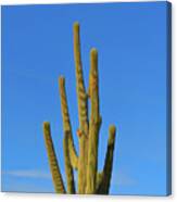 Romantic Skies Saguaro Cactus Canvas Print