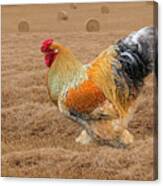 Rooster In The Hay Field Canvas Print
