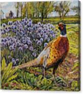 Rooster Pheasant In The Garden Canvas Print