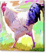 Rooster Strut Canvas Print