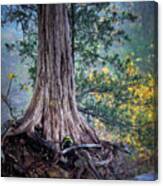 Rooted Canvas Print