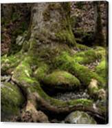 Roots Along The River Canvas Print