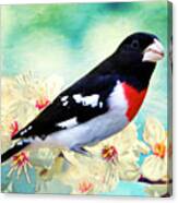 Rose Breasted Grosbeak Perched In Cherry Tree Canvas Print