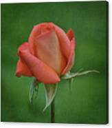 Rose In Bloom Canvas Print
