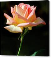 Rose Of St. James Canvas Print