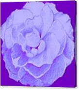 Rose On Purple Canvas Print