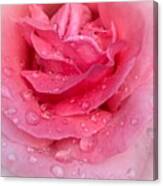 Rose Rain Canvas Print