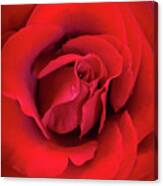 Rose Red 4 Canvas Print