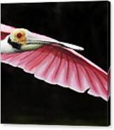 Roseate Spoonbill In Flight Canvas Print