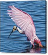 Roseate Spoonbill Profile With Wings Over Her Head Canvas Print