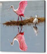 Roseate Spoonbill Stretching Wings Canvas Print
