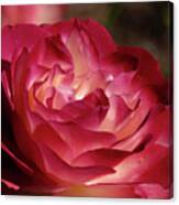 Rosy Closeup Canvas Print