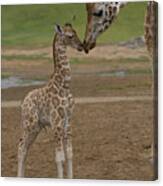 Rothschild Giraffe Giraffa Canvas Print
