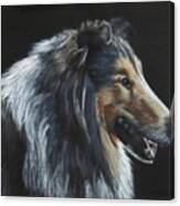 Rough Collie Canvas Print