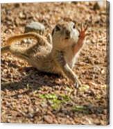 Round-tailed Ground Squirrel Stretch Canvas Print