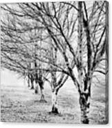 Row Of Leafless Trees In Fog - B/w Canvas Print