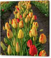 Row Of Tulips Canvas Print