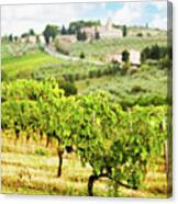 Rows Of Grapes In Tuscany Italy Vineyard Canvas Print