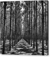 Rows Of Pines Vertical Canvas Print
