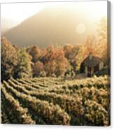 Rows Of Vine In A Vineyard In Ticino, Switzerland At Sunset Canvas Print