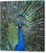 Royal Fowl 3 Canvas Print