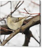 Ruby Crowned Kinglet Canvas Print