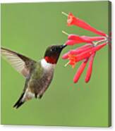 Ruby-throated Hummer Canvas Print