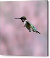 Ruby-throated Hummingbird  Flying By Canvas Print
