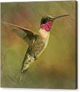 Ruby Throated Hummingbird Inflight Canvas Print