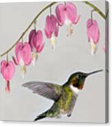 Ruby-throated Hummingbird With Bleeding Hearts Canvas Print