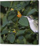Rubythroated Hummingbird And Jewel Weed Canvas Print